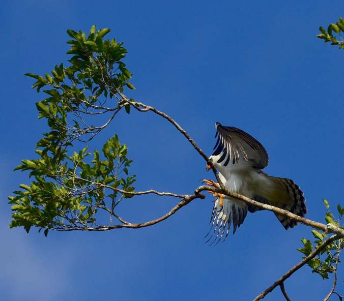 Black-and-white Hawk-Eagle by Emil Flota - La Paz Group