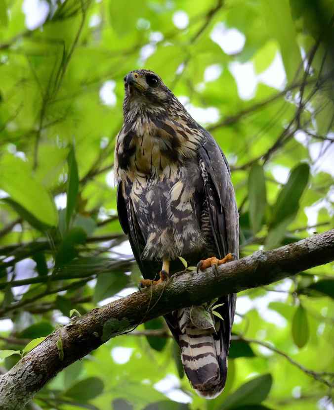 Great Black-Hawk by Emil Flota - La Paz Group