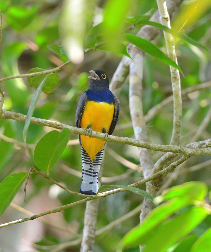 Garter Trogon by Emil Flota - La Paz Group