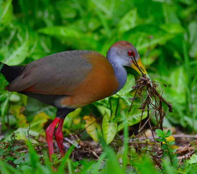 Russet-naped Wood-Rail by Emil Flota - La Paz Group
