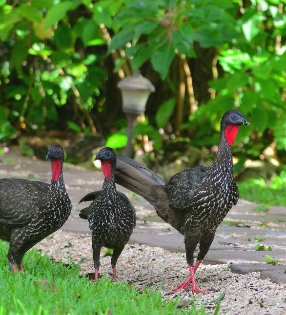 Crested Guan by Emil Flota - La Paz Group