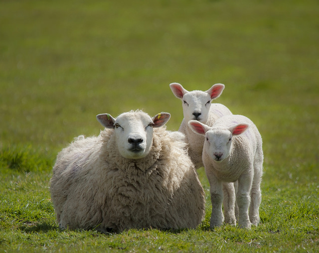 havelock_sheep_lambs_keithellwood