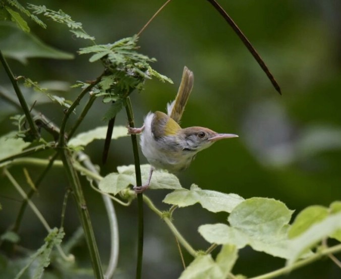 Tailor Bird by Vijaykumar Thondaman - La Paz Group