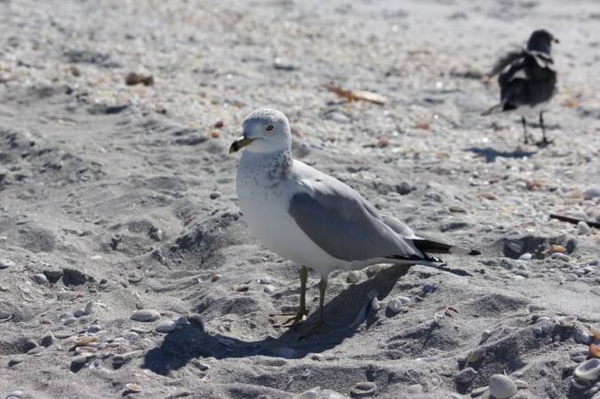 photo credit: Stephen Crafts