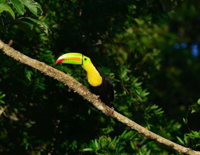 Keel-billed Toucan by Emil Flota - La Paz Group