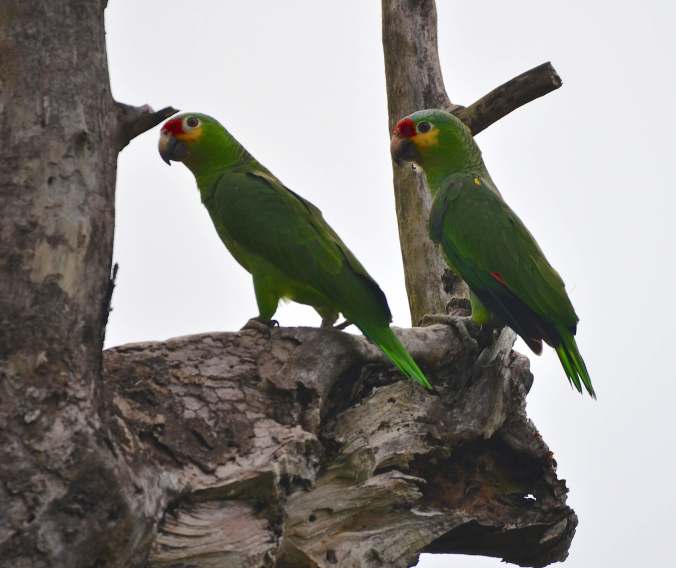 Red-lored Parrots by Emil Flota - La Paz Group