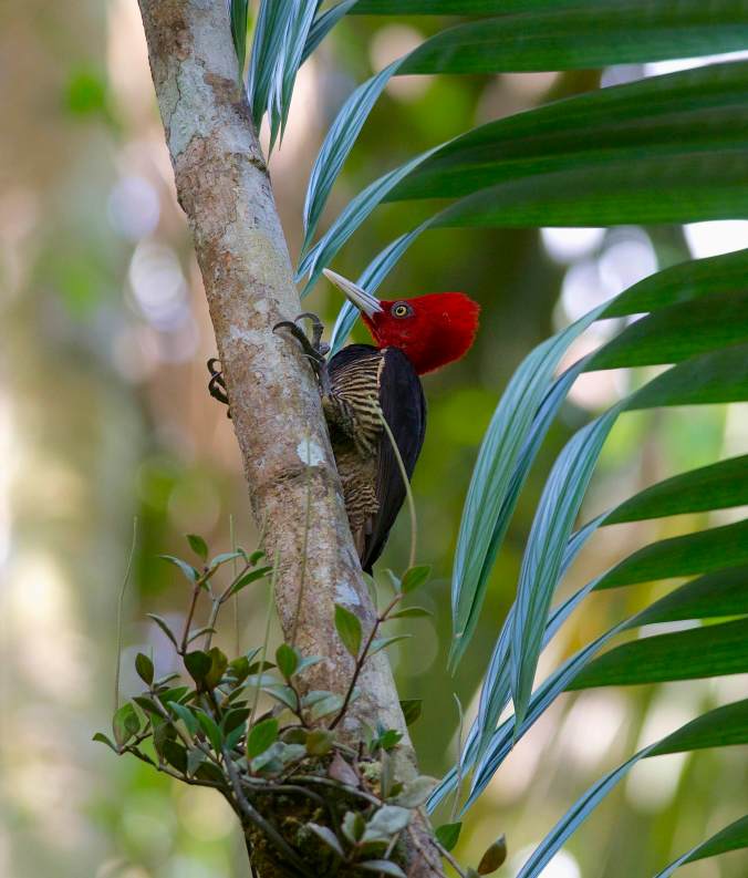 Pale-billed Woodpecker by Emil Flota - La Paz Group