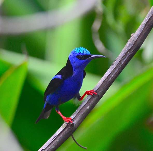 Red-legged Honey Creeper by Emil Flota - La Paz Group