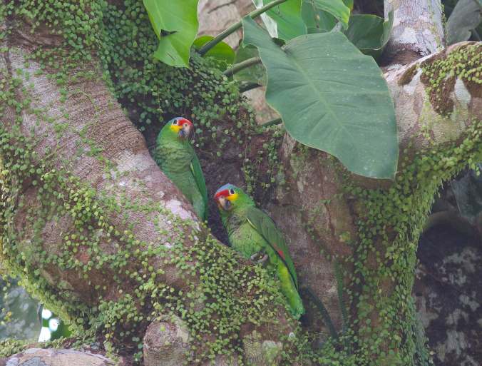 Red-lored Parrot by Emil Flota - La Paz Group