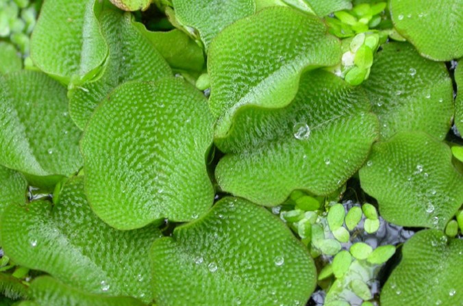 salvinia