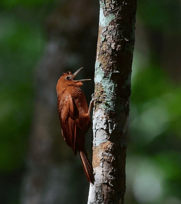 Ruddy Woodcreeper by Emil Flota - La Paz Group