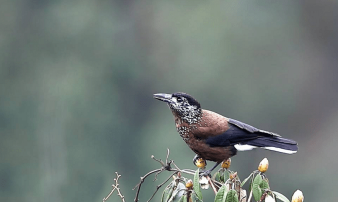 Spotted Nutcracker by Gururaj Moorching - La Paz Group