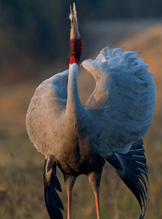 Sarus Crane by Gururaj Moorching - La Paz Group