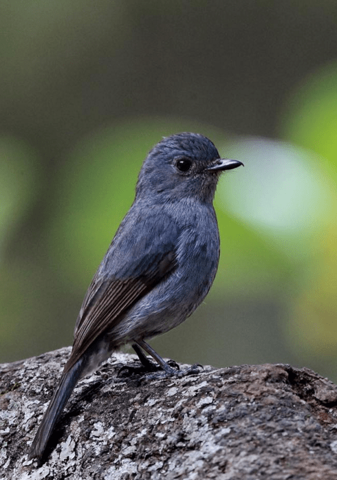 Nilgiri Flycatcher by Gururaj Moorching - La Paz Group