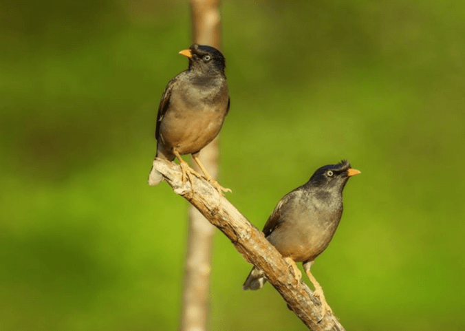 Jungle Myna Pair by Ramesh Desai - La Paz Group
