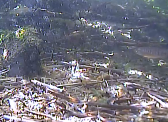 Resolution is low, probably due to poor internet where the fish is and where I am, but you can see a coho, just like they say you might when watching the cam!