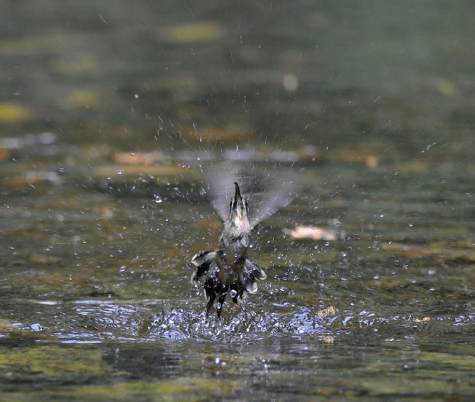 Long-billed Hermit by Emil Flota - La Paz Group