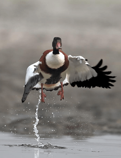 Common Shelduck by Gururaj Moorching - La Paz Group