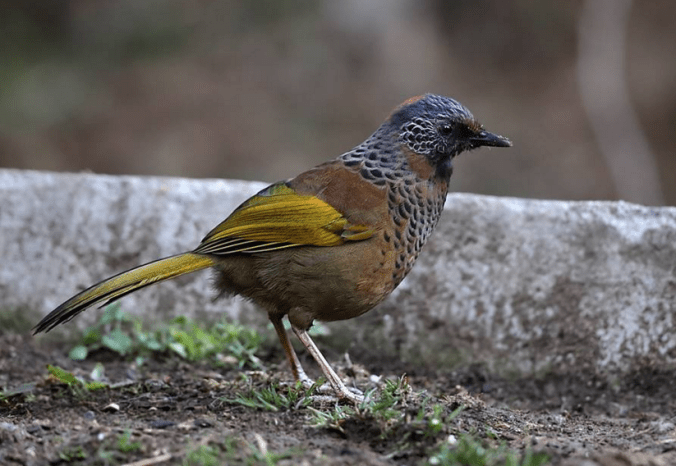 Chestnut-crowned Laughingthrush by Gururaj Moorching - La Paz Group