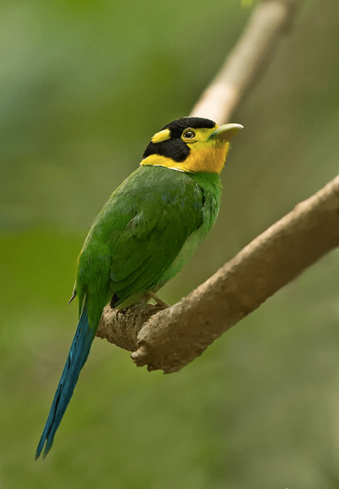 Long-tailed Broadbill by Dr. Eash Hoskote - La Paz Group