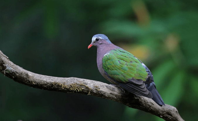 Asian Emerald Dove by Gururaj Moorching - La Paz Group
