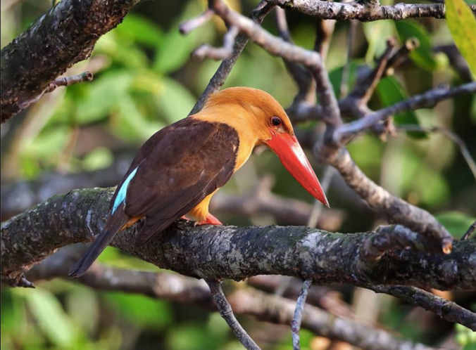 Brown-Winged Kingfisher by Gururaj Moorching - La Paz Group