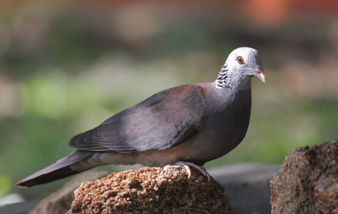 Nilgiri Wood-Pigeon by Gururaj Moorching - La Paz Group
