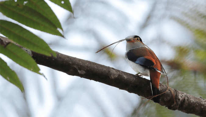 Silver-breasted Broadbill by Gururaj Moorching - La Paz Group