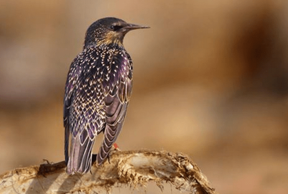 Common Starling by Gururaj Moorching - La Paz Group