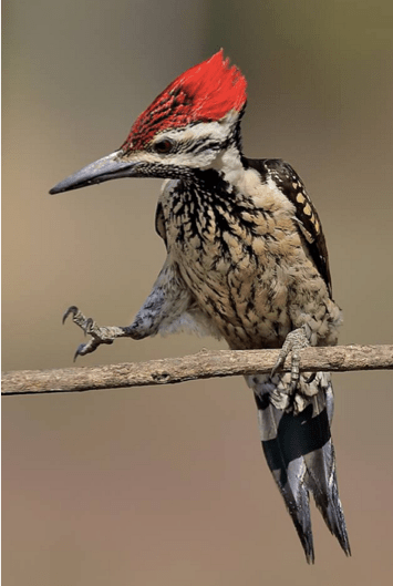 Lesser Flameback by Gururaj Moorching - La Paz Group