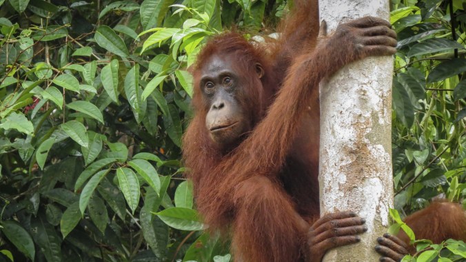 tnc_56625009_preview_cropped