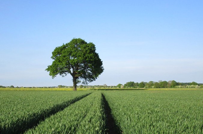 tree-on-farm