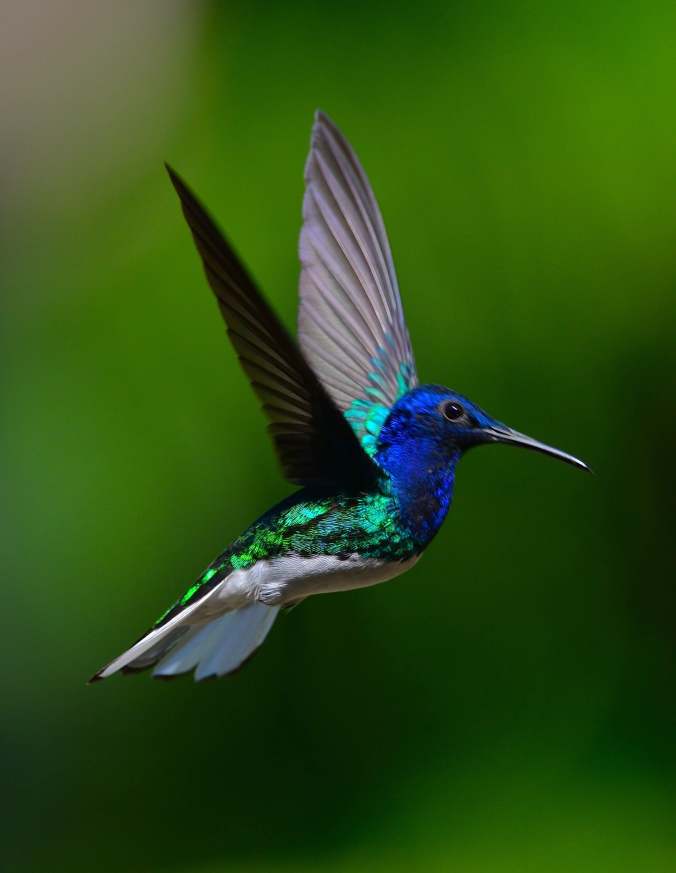 White-necked Jacobin by Emil Flota - La Paz Group