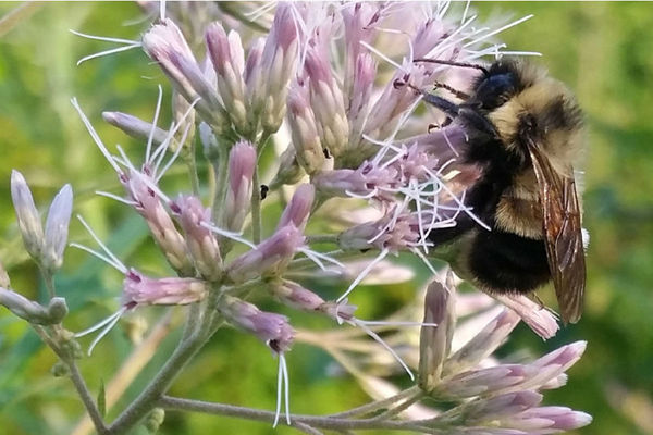 1004542_1_0922-bumble-bee_standard