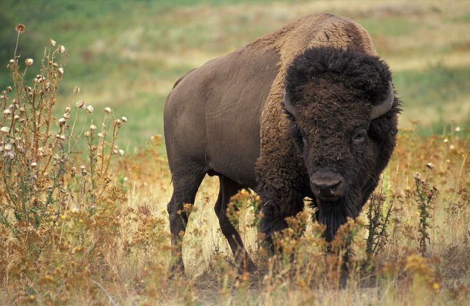 1200px-american_bison_k5680-1