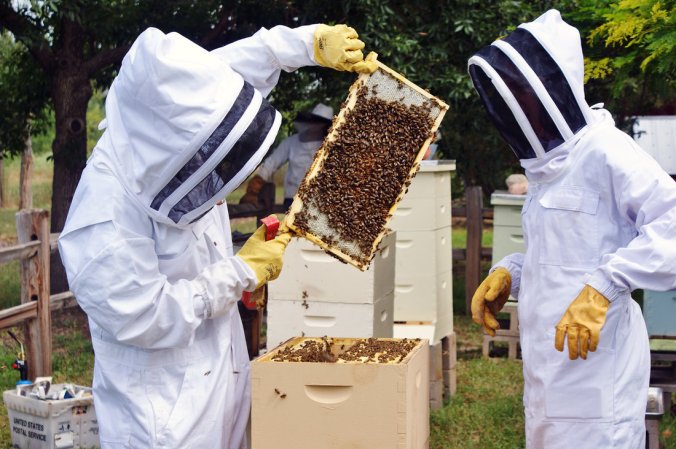 bee-keeping-1_custom-a8509931c91172a9b5681ef572c8d35e73a5f844-s1100-c85