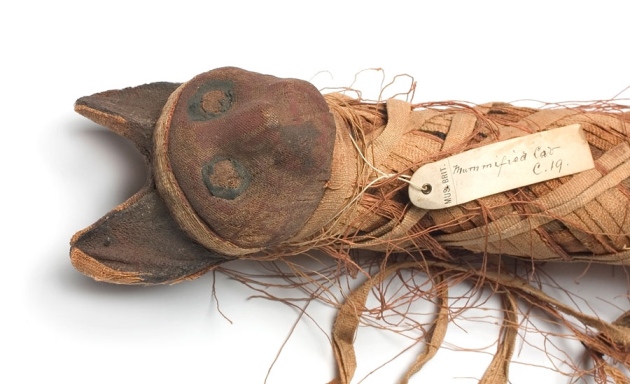 c0101823-egyptian_mummified_cat-spl_web