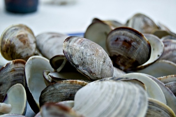 clamshells