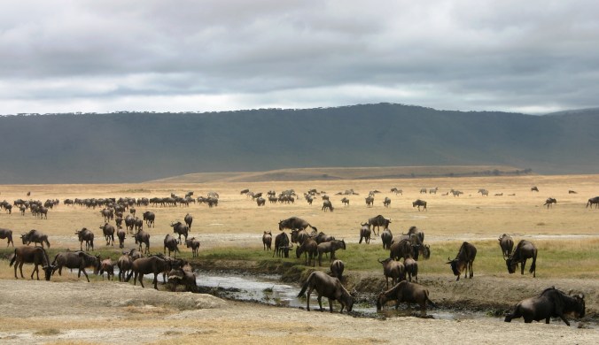 ngorongoro-wildebeest-12