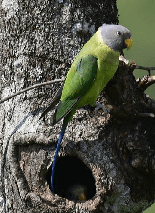 Plum-headed Parakeet by Vijaykumar Thondaman - La Paz Group