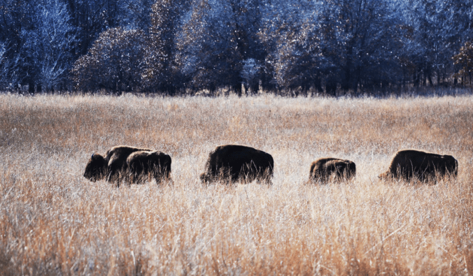 Bison on the Bluestem Ranch