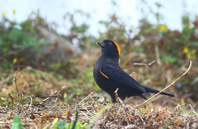 Gold-naped Finch by Gururaj Moorching - La Paz Group