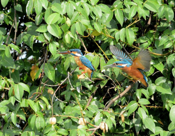 Common Kingfisher by Puneet Dhar - La Paz Group