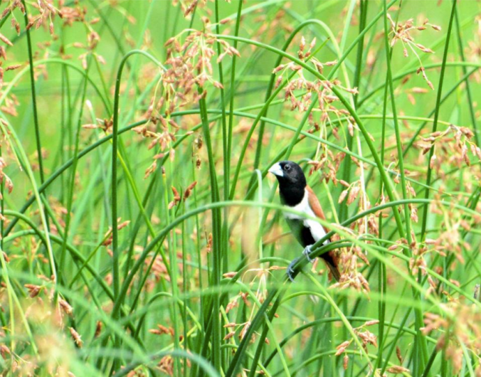 Tricolored Munia by Puneet Dhar - La Paz Group