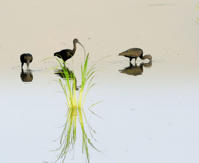 Glossy Ibis by Puneet Dhar - La Paz Group