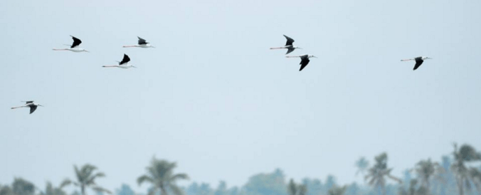 Black-winged Stilts by Puneet Dhar - La Paz Group