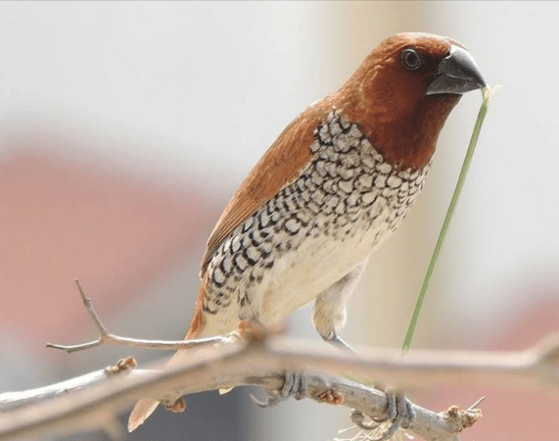 Scaly-breasted Munia by Puneet Dhar - La Paz Group