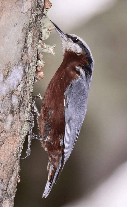 Chestnut-bellied Nuthatch by Vijaykumar Thondaman - La Paz Group