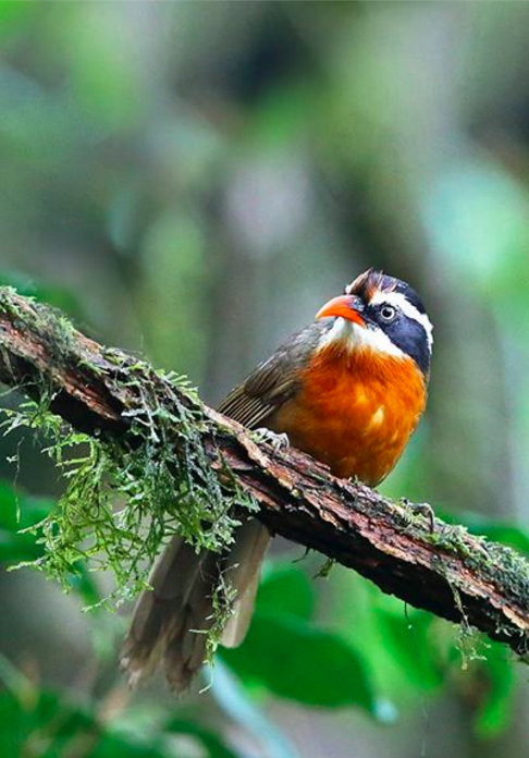Coral-Billed Scimitar Babbler by Gujuraj Moorching - La Paz Group