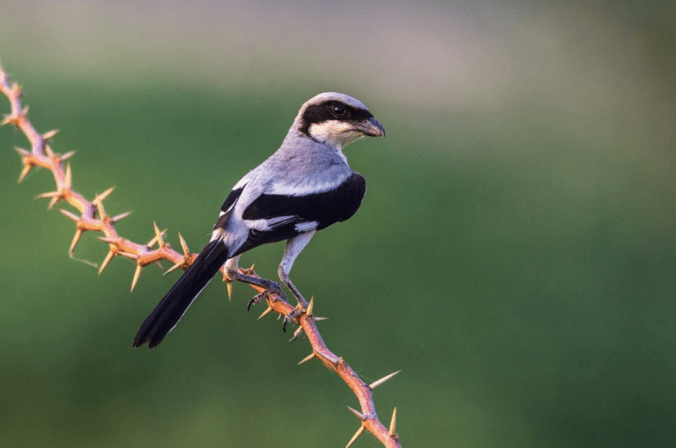 Southern Grey Shrike by Ramesh Desai - La Paz Group